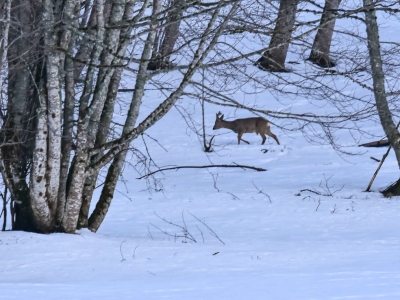 Découverte de la faune en hiver